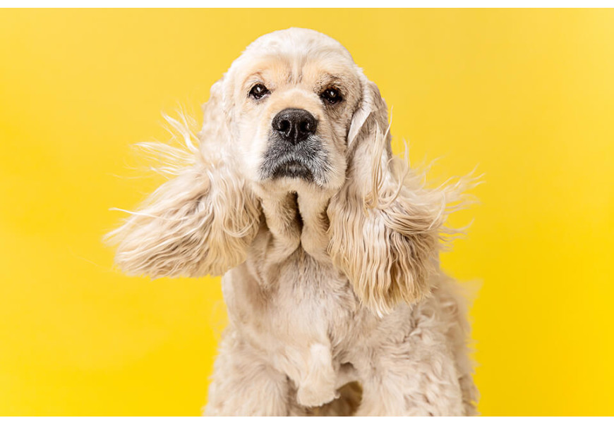 These Are the 5 Best U.S. Cities for Dogs, According To Forbes Advisor