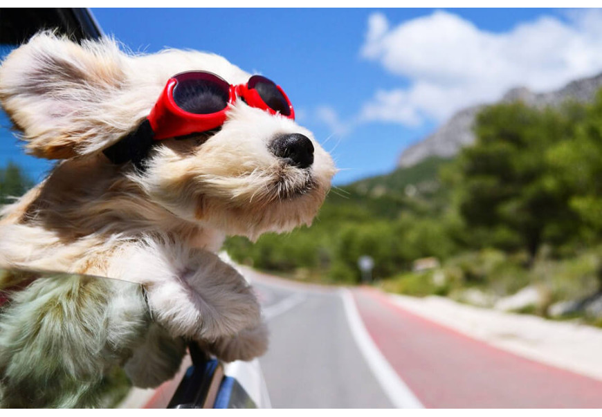 Quill City: What to Do If a Porcupine Sticks Your Dog