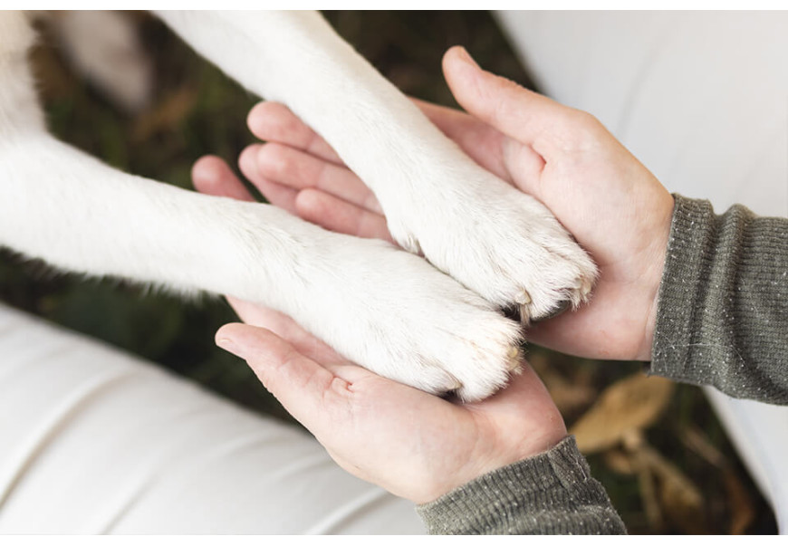 Proposed German Law Requires Walking Your Dog Twice a Day